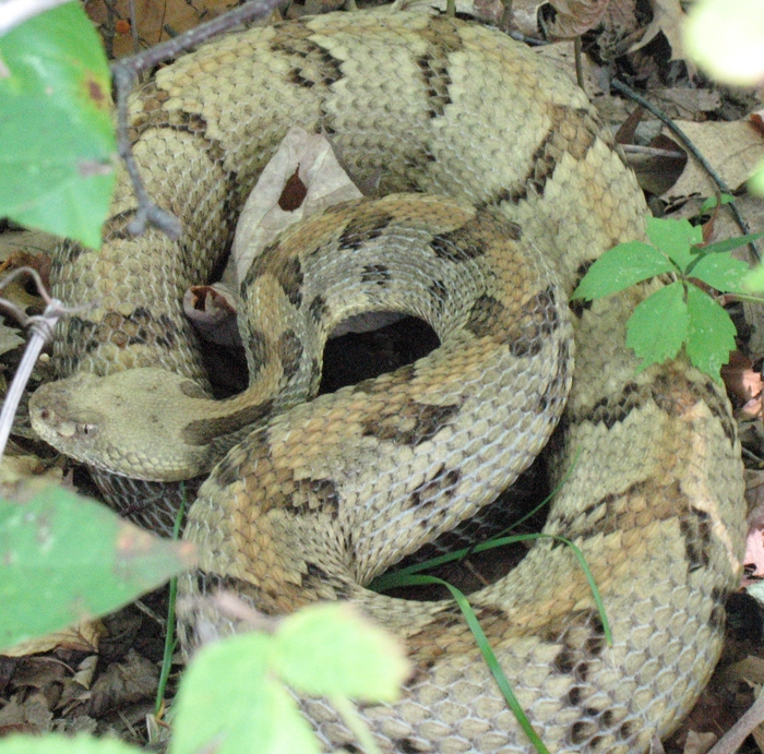 Timber Rattlesnake by Richard Gruber