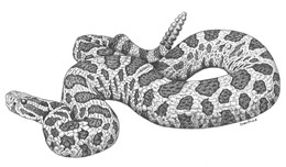 Rattlesnake