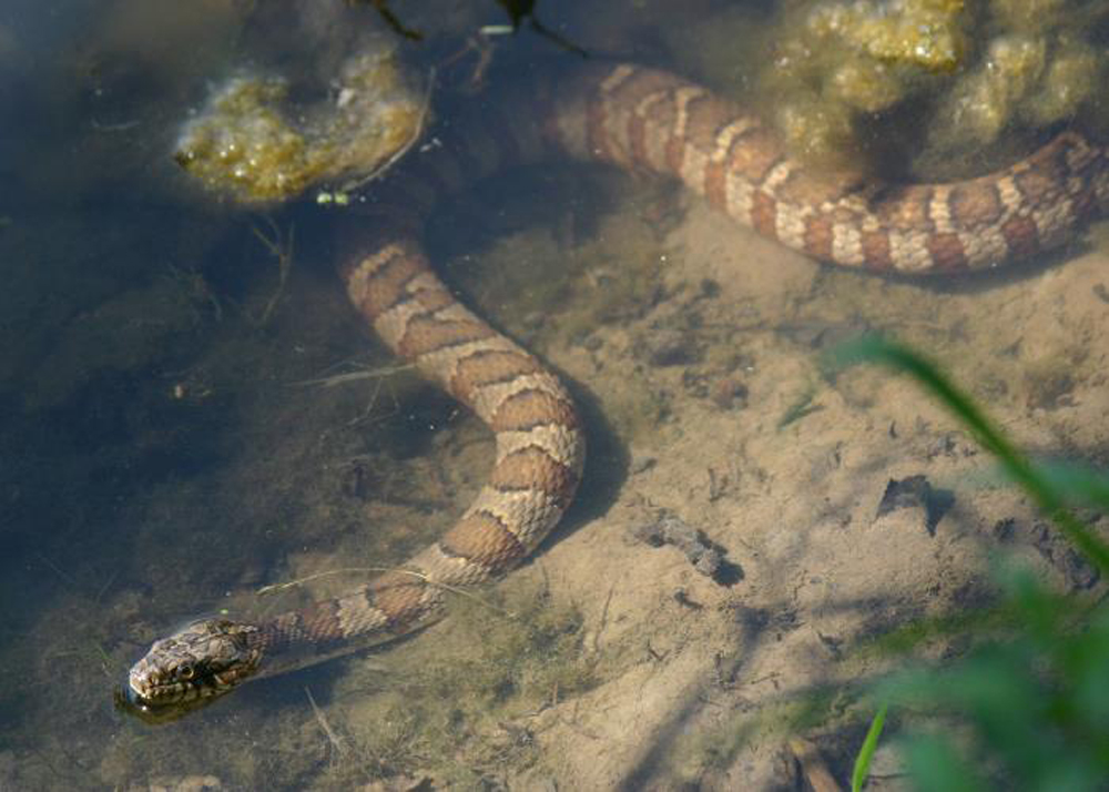 Common Watersnake