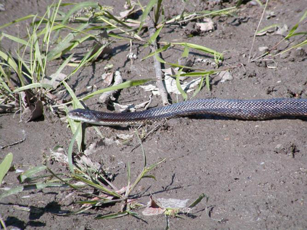 Western Ratsnake