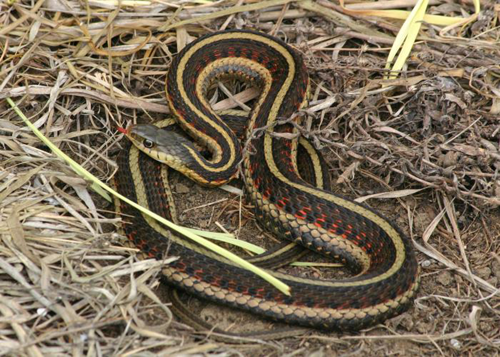 Common Gartersnake