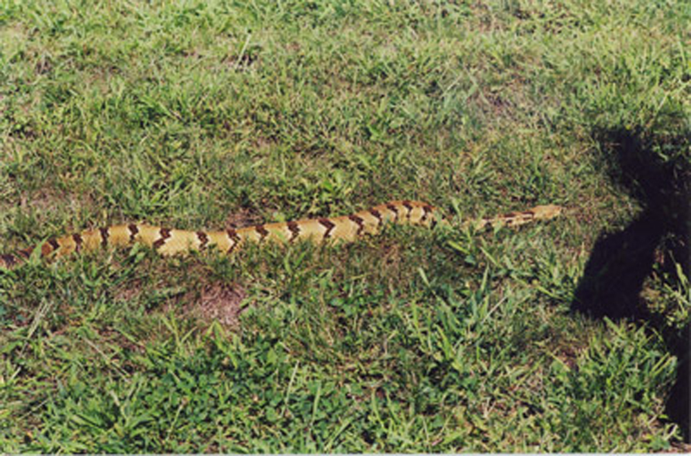 Timber Rattlesnake