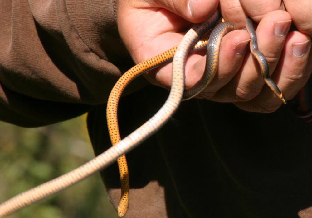 Ring-necked Snake