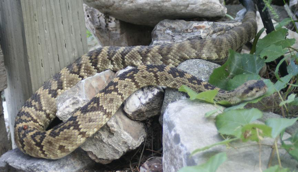 Black-tailed Rattlesnake