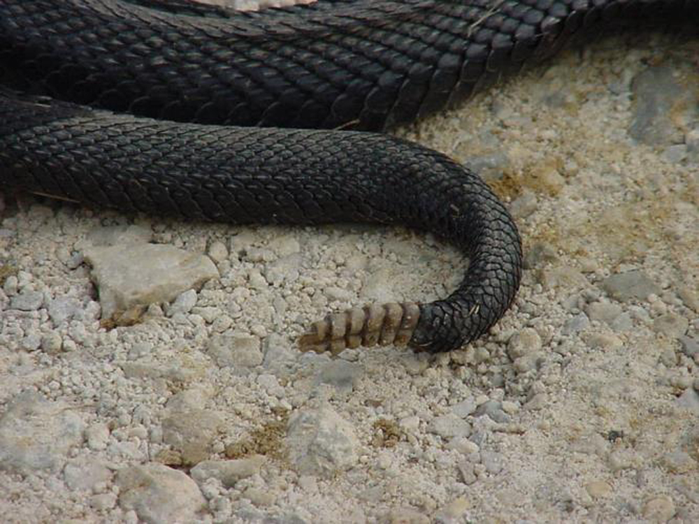 Massasauga